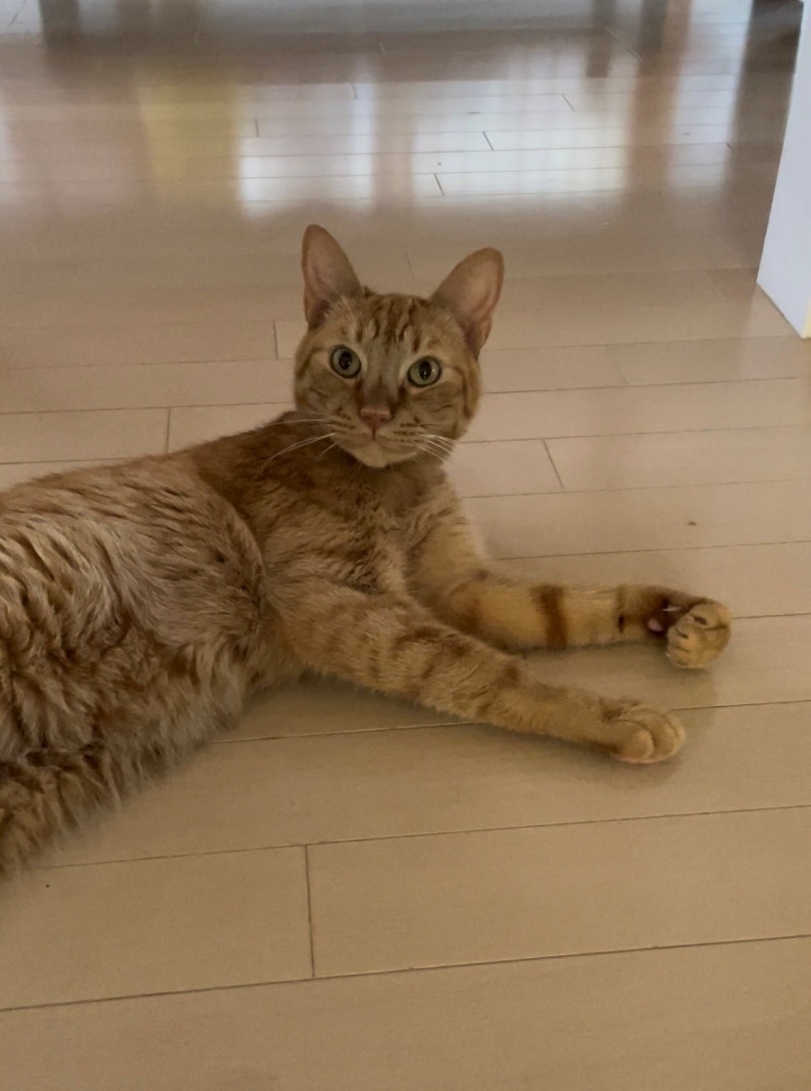 ペットシッター