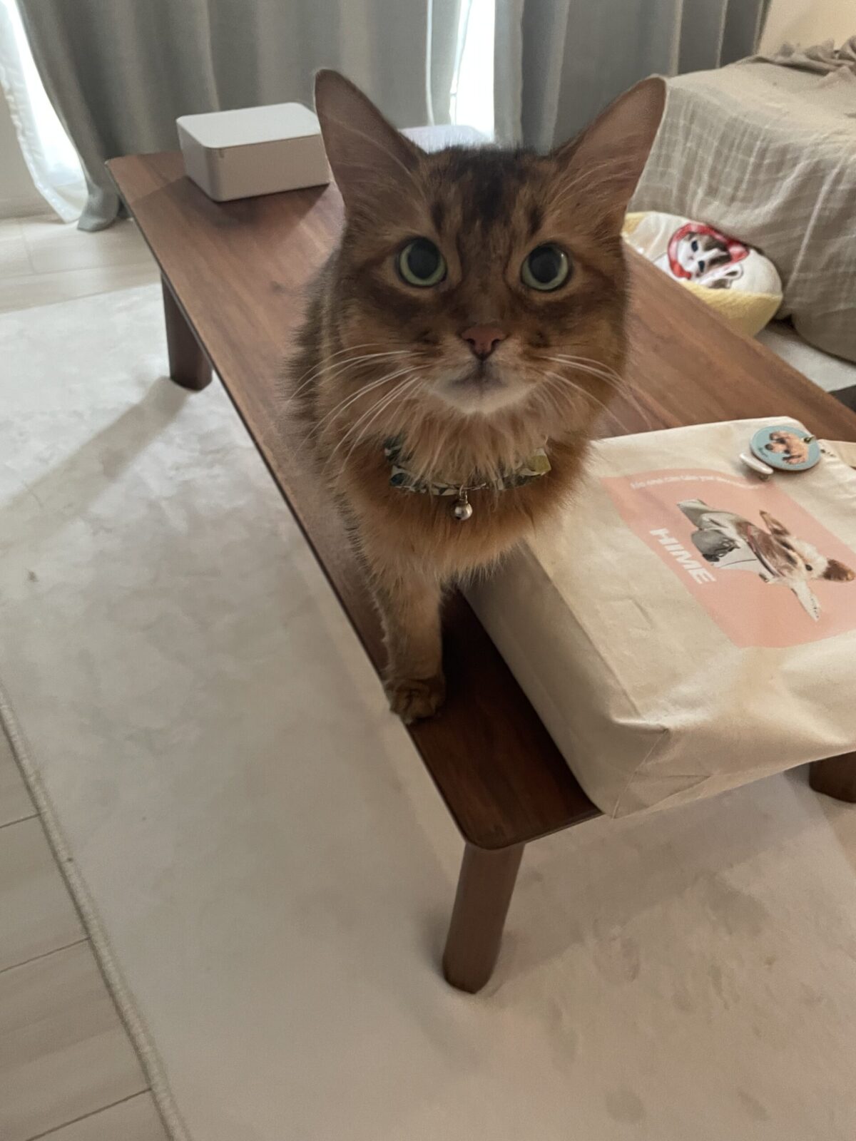 ペットシッター