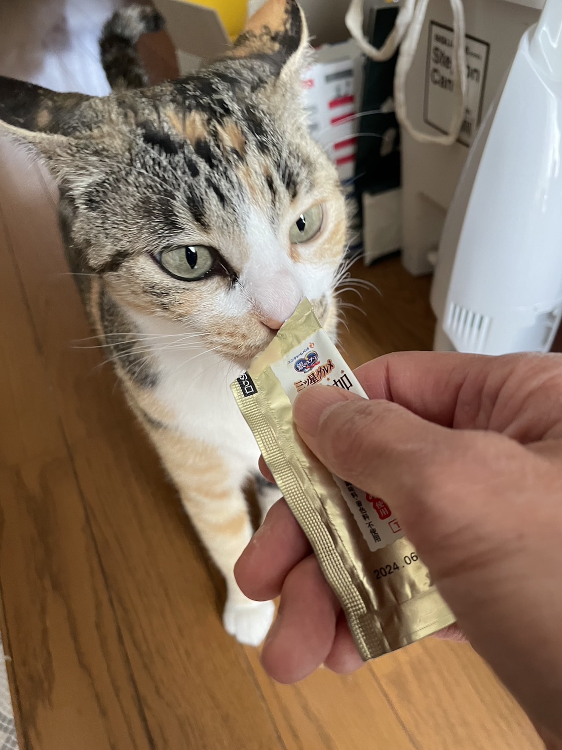 ペットシッター