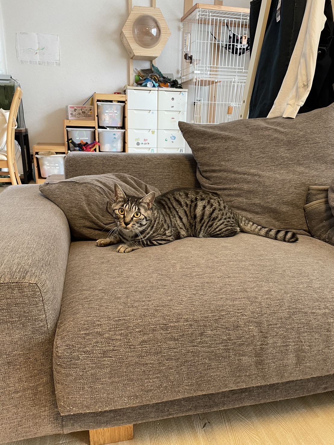 ペットシッター