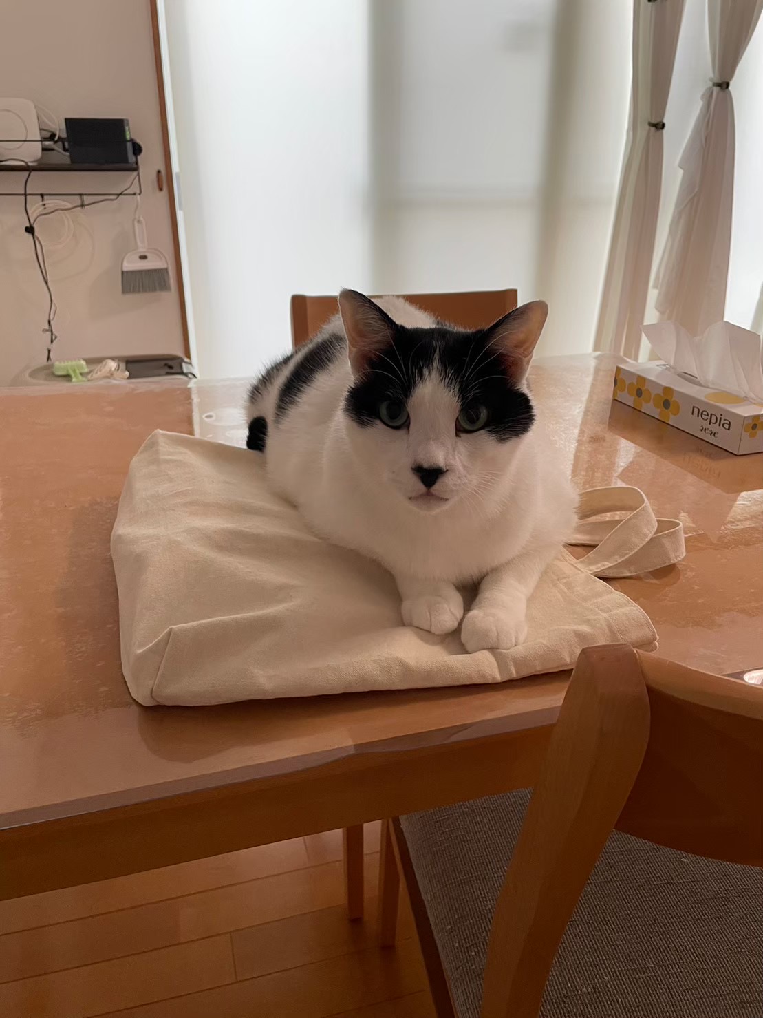 ペットシッター