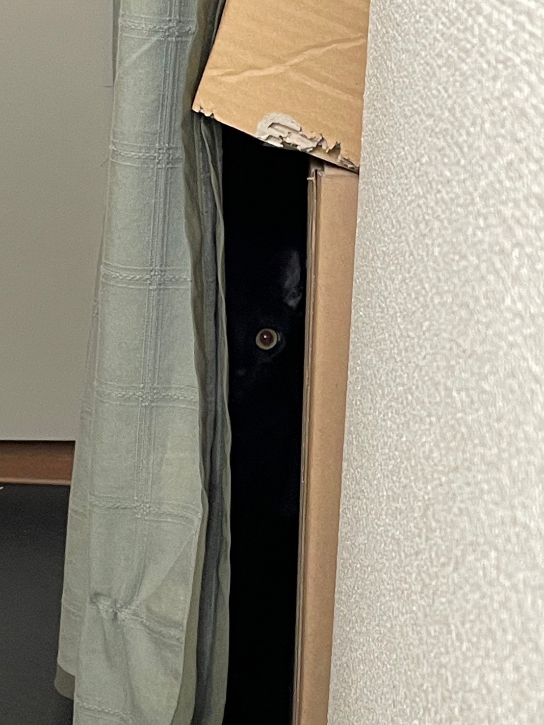 ペットシッター