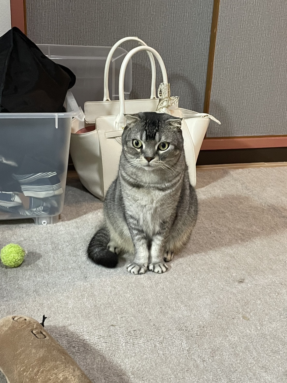 ペットシッター