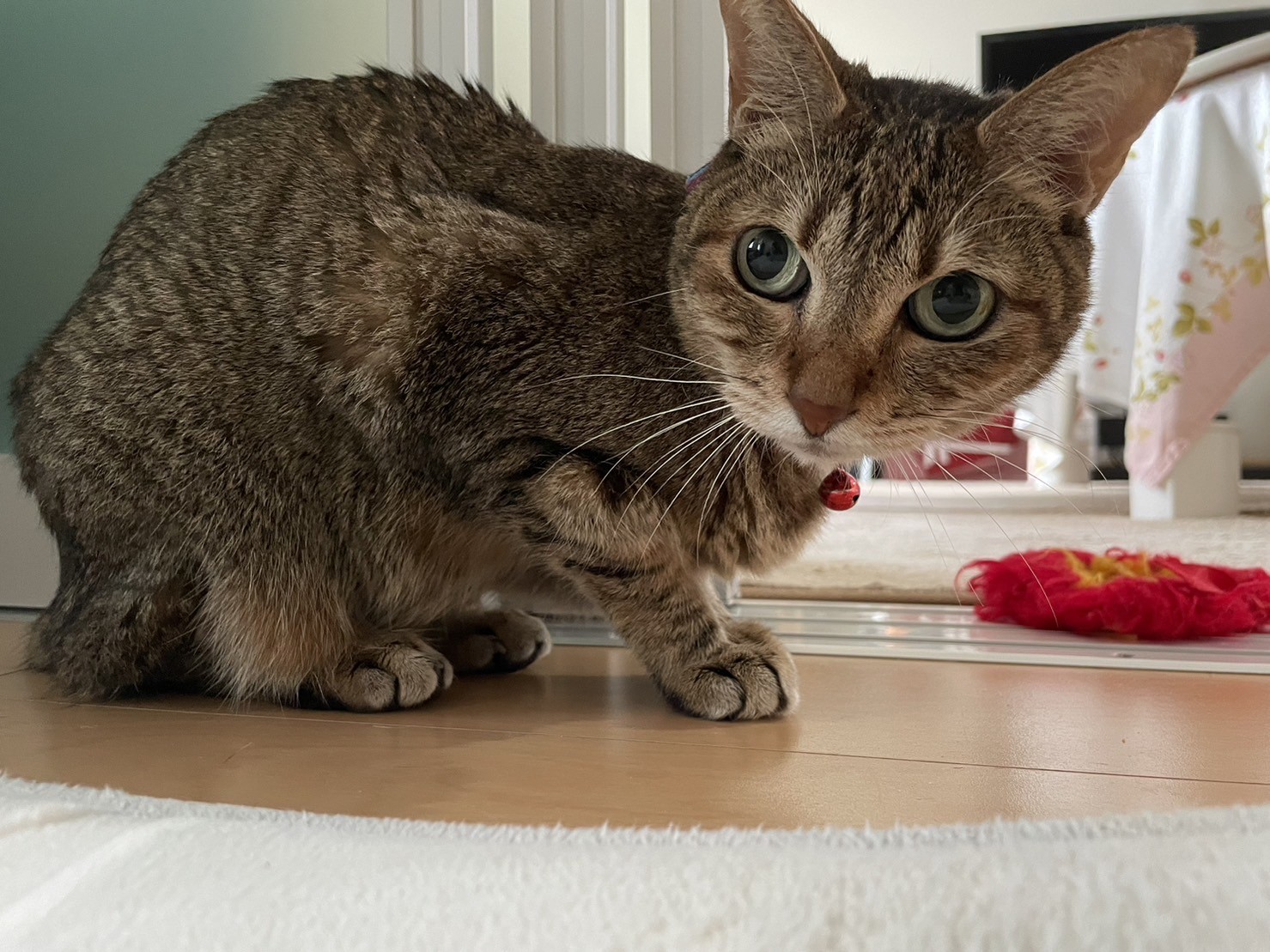 ペットシッター