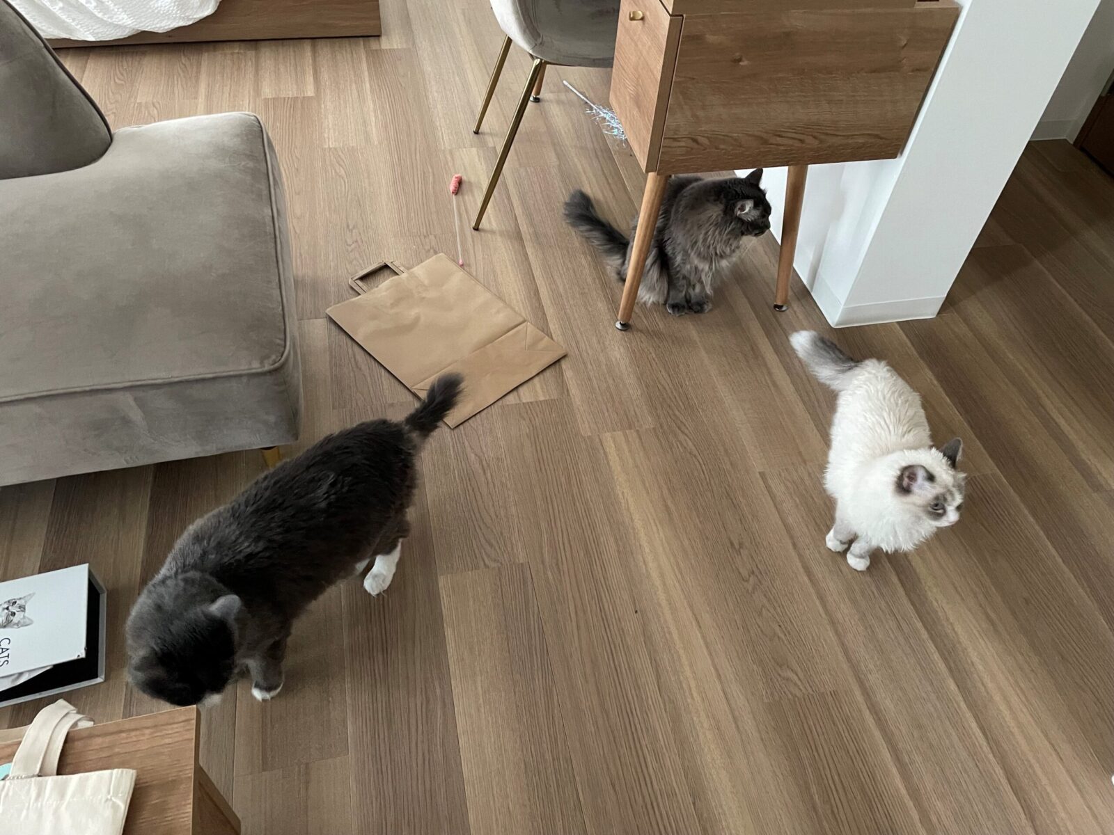 ペットシッター