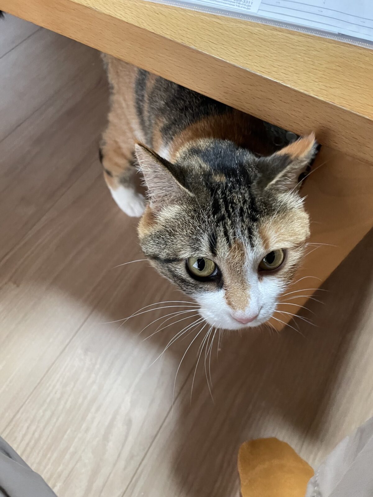 ペットシッター