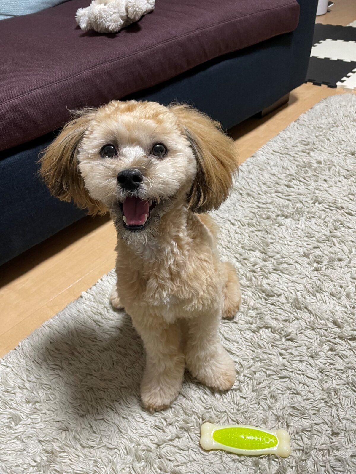 ペットシッター