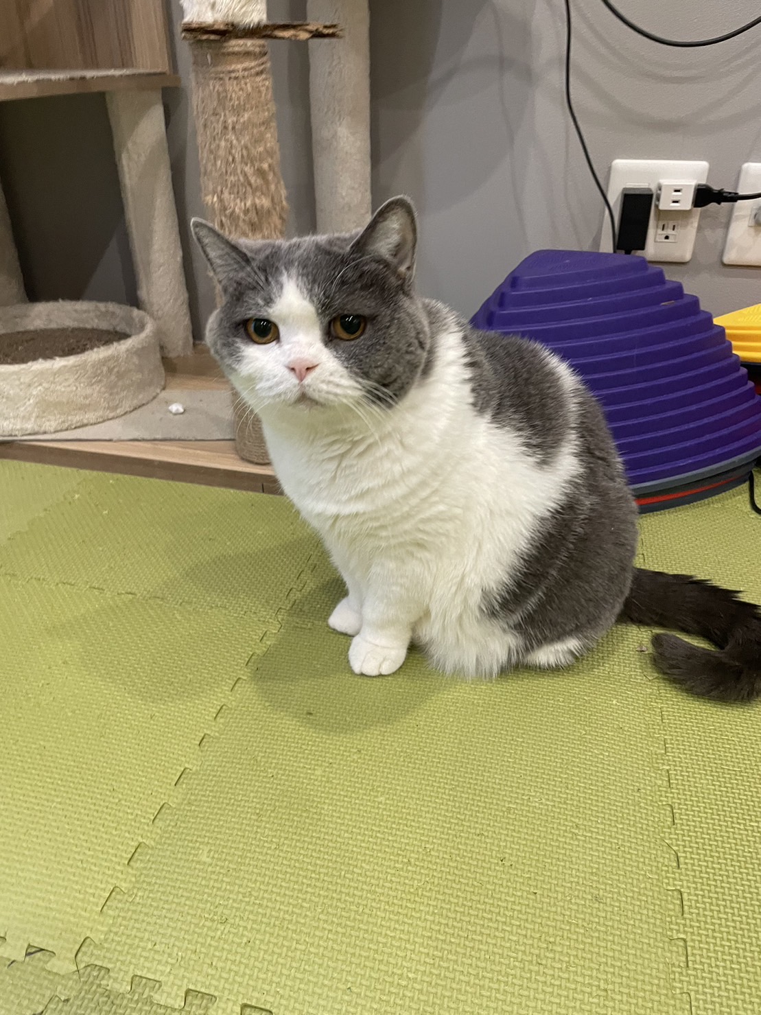 ペットシッター