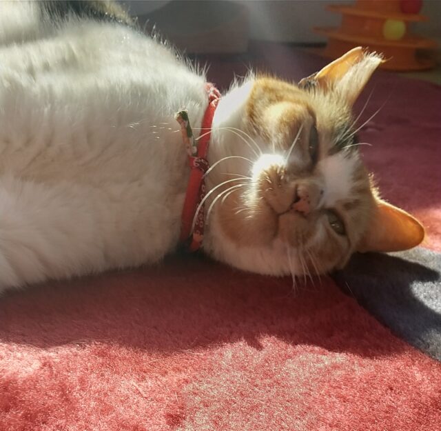 ミケちゃん、ペットホテルにようこそ❣️