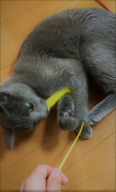 川口市 猫 いーちゃん じゃれる! キャットシッター