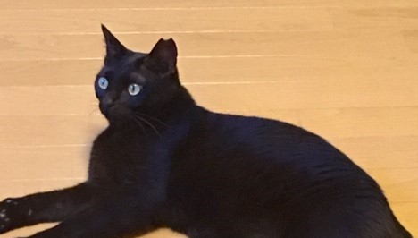 お留守番レポート トワちゃん タクミ君