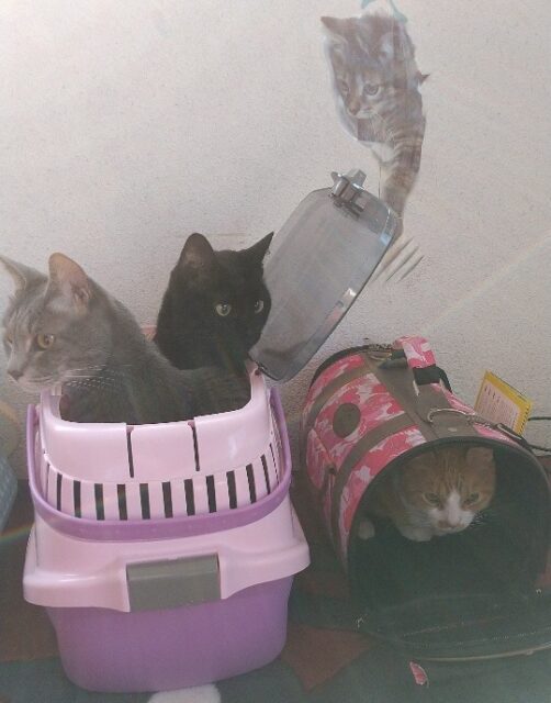 はなちゃん、そらくん、うみくん、ペットホテルにようこそ❣️