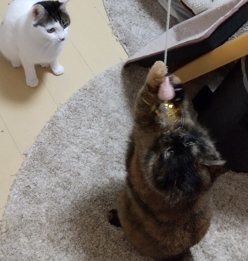 次は、何して遊ぼうか❣️