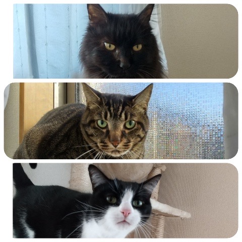 ダヤンくん、アランくん、リヨンくん、三兄弟でお留守番頑張ったよ