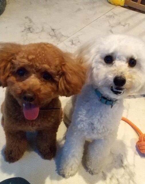 茶々丸ちゃんとパルドちゃん、仲良くお家でお留守番