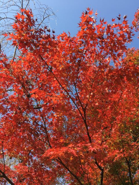 2020〜2021 年末年始繁忙期のお知らせ