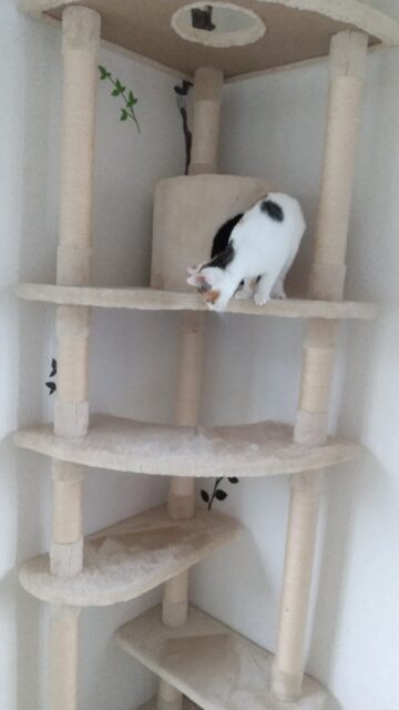 だんごちゃん、ペットホテルにようこそ！