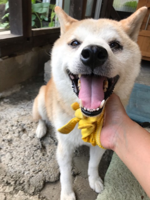 沼津市ペットシッター 柴犬ハチ君お世話&お客様の声