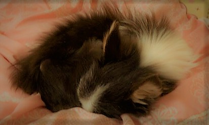 さいたま市緑区 チワワーズ ペットシッター 夕方~