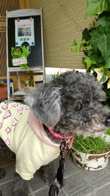 ボール遊び楽しかったね、ハルくん❣️