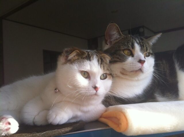 お留守番レポート　パフェ君　ミエルちゃん