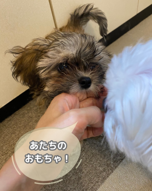 栄区のにゃんずとわんずの賑やかなお家でシッティングしてきました！