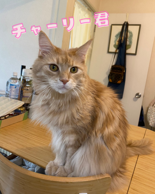 にゃんずとワンズがいるお家でシッティングしてきました！