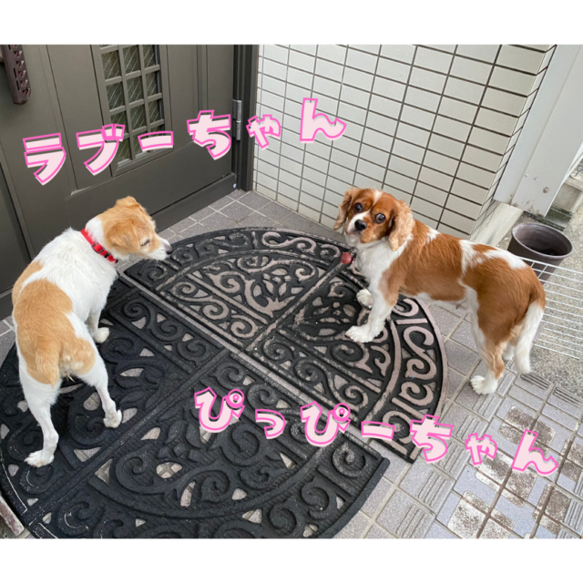 保土ヶ谷区のセラピードッグちゃん達のお世話に行ってきました！