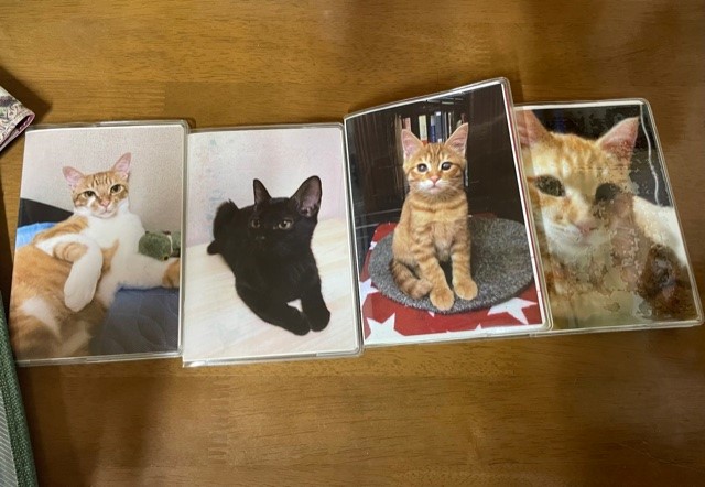 4ニャンずのお留守番