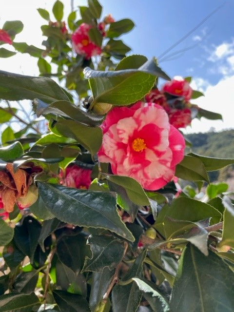 現在の予約状況について