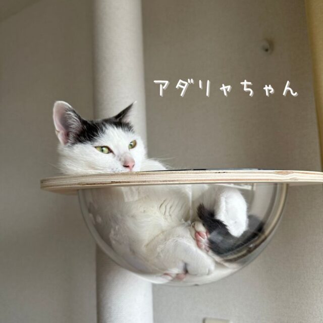 戸塚区の猫ちゃんのお世話に行ってきました！