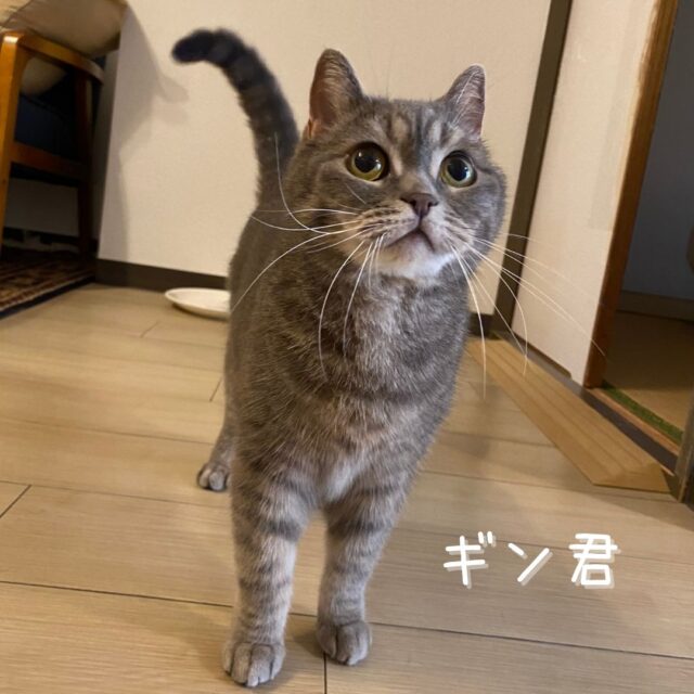 栄区のとっても穏やかな猫さんのお世話に行ってきました！