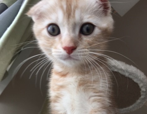 初回訪問　生後2ケ月のパン君