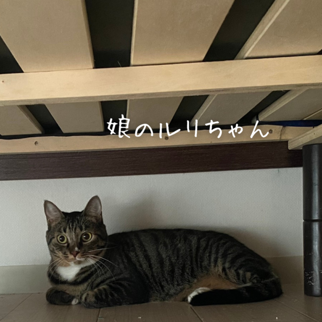 猫ちゃん親子のお世話に行ってきました！