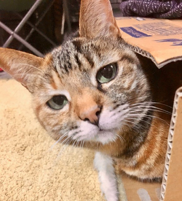 なかよしトリオのお留守番　大田区