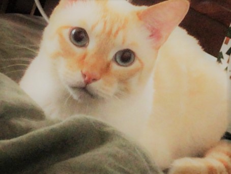 川口市 ココくん、ルーくん キャットシッター