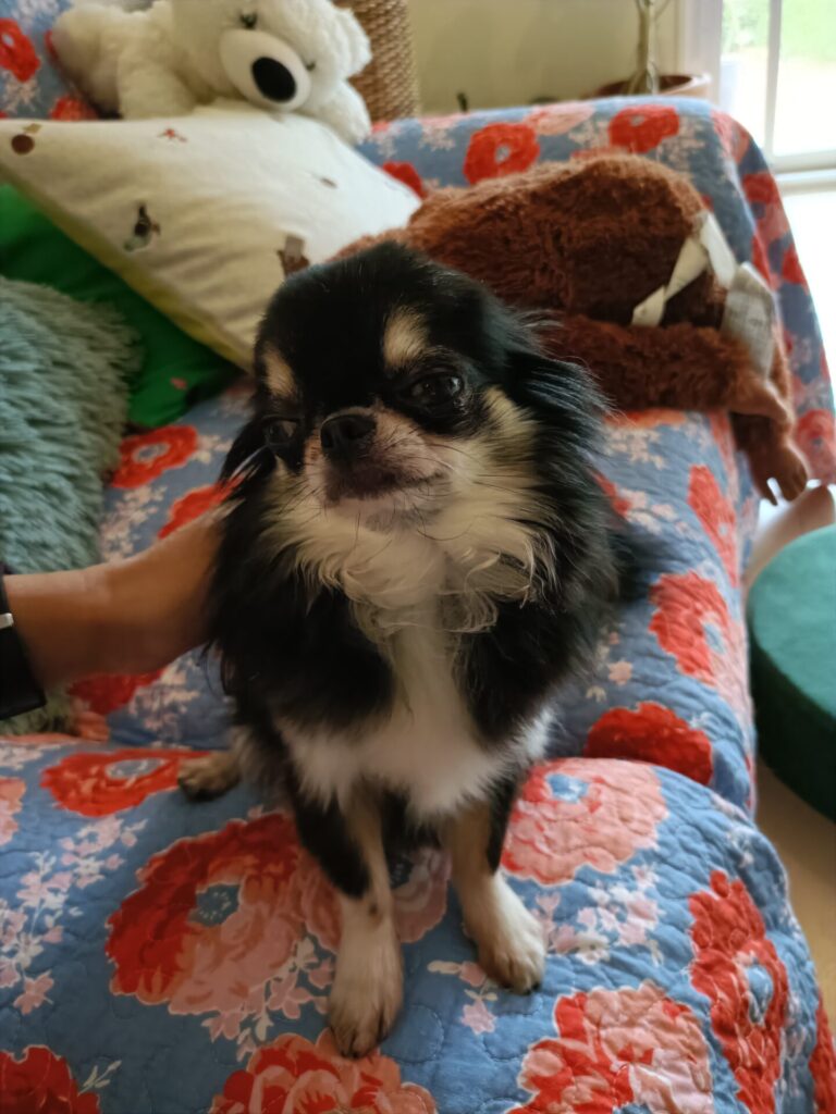 金沢区の4きょうだいリピート🩷