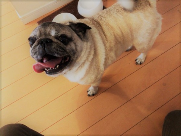 初回訪問 草加市 川口市 さいたま市 猫猫犬!