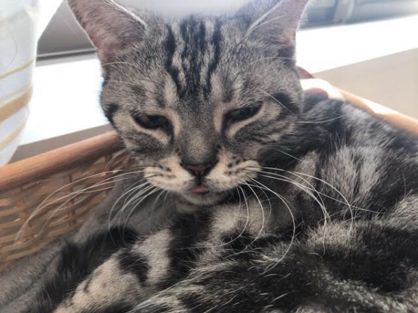 お世話 猫猫猫! 川口市