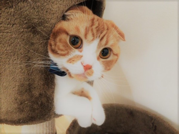 お世話の様子 猫犬カメ! 川口市 蕨市