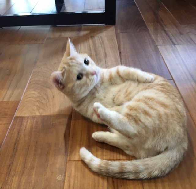 陽だまりの中でお留守番