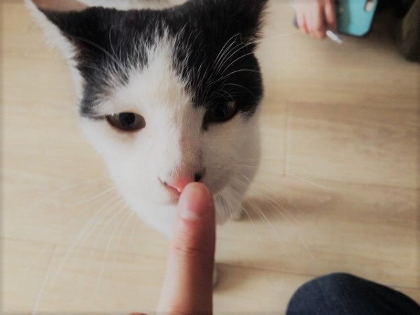 初回訪問 猫犬犬! さいたま市、川口市