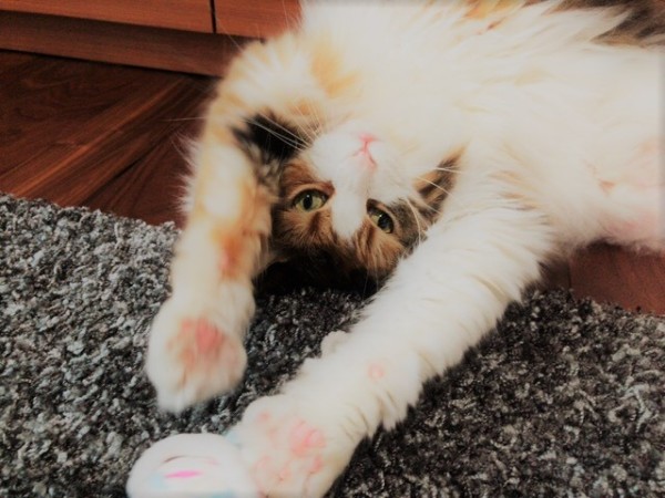 お世話の様子 猫猫兎! 川口市