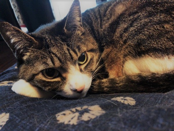 初回訪問 猫犬猫 ペットシッター 川口市