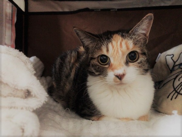 お客様の声 にゃーちゃん、茶胡君