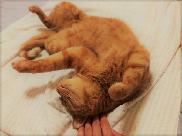 お世話の様子 猫猫猫~ 川口市