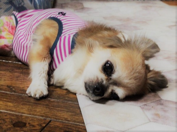 お世話の様子 猫犬犬! 川口市 さいたま市