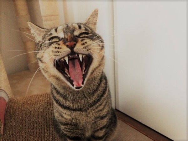 お世話の様子　猫猫犬　川口市、草加市