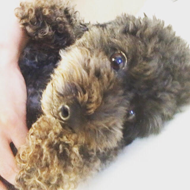 さいたま市 浦和区 小梅ちゃん ペットシッター