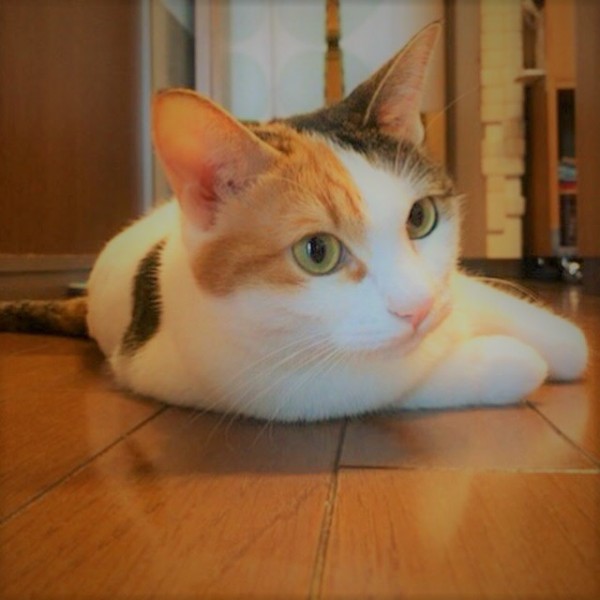 川口市 スリー猫ちゃんズ 初回訪問